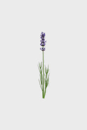BOTANICAL BUG SPRAY